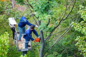 Guide to Free Tree Removal Services for Seniors