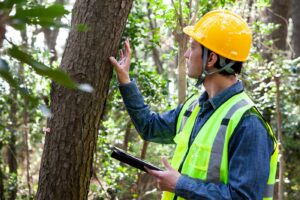 Tree Hazard Risk Assessment Calculator / Form