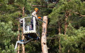 Commercial Tree Removal