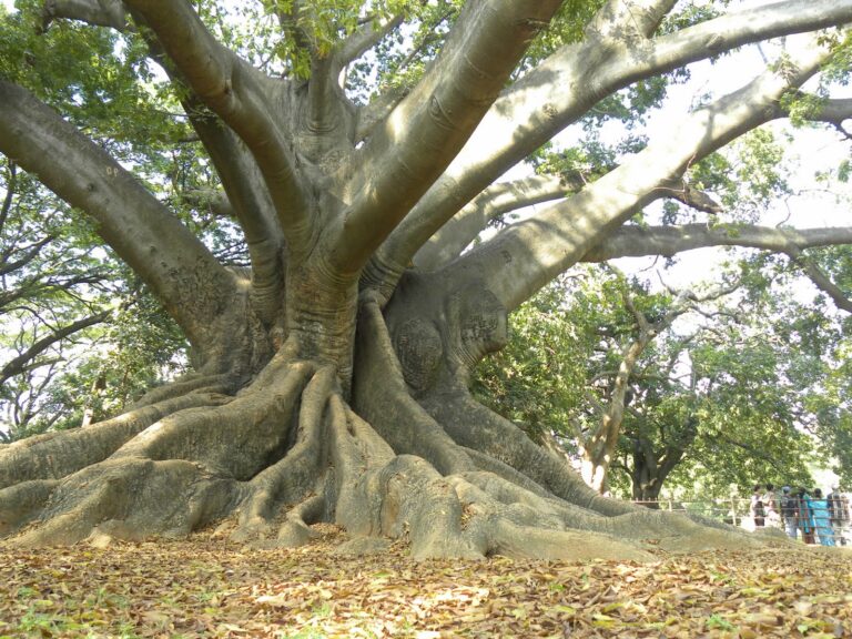 How Do I Find Local Tree Removal Services?