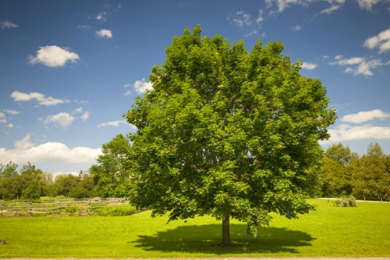 How to kill a tree without cutting it down treeier