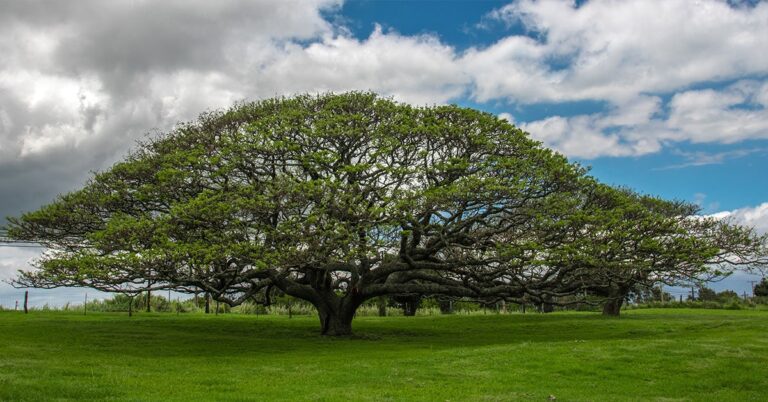 Utah Tree Removal Laws