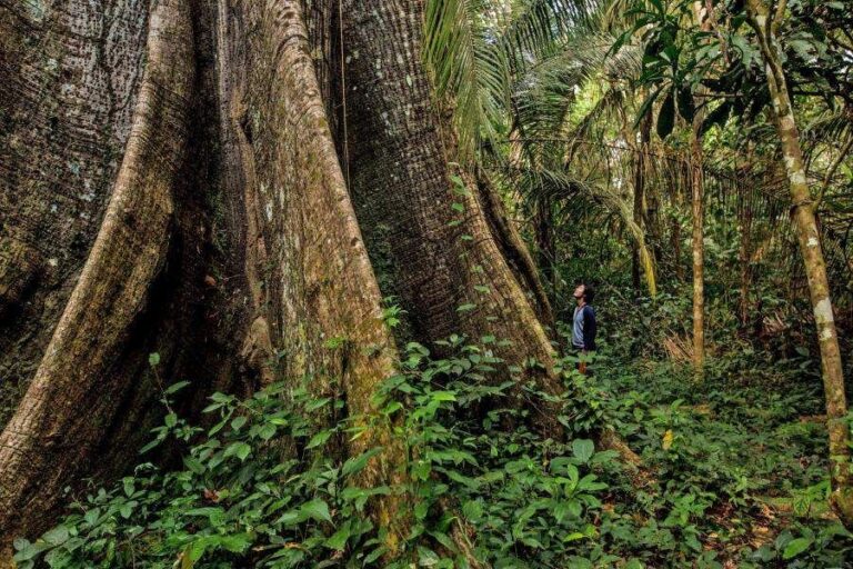 USA Government Free Tree Programs