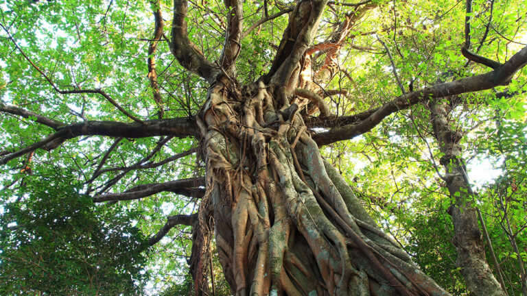 How Many Tree Species Are in the World?