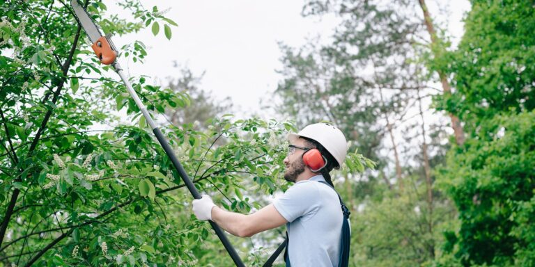 Tree Trimming Cost (2024-2025 Guide)