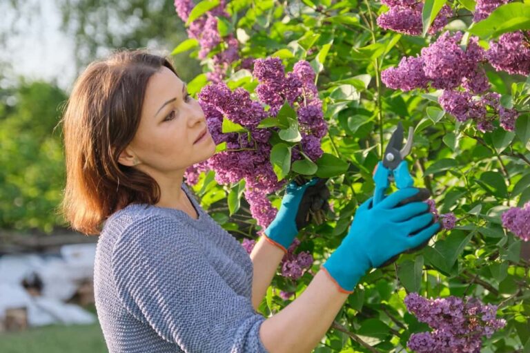 Tree Trimming Beginner Guide