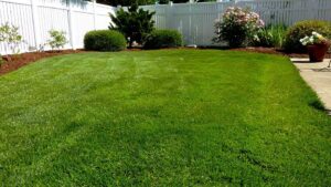 Cost To Reseed A Lawn