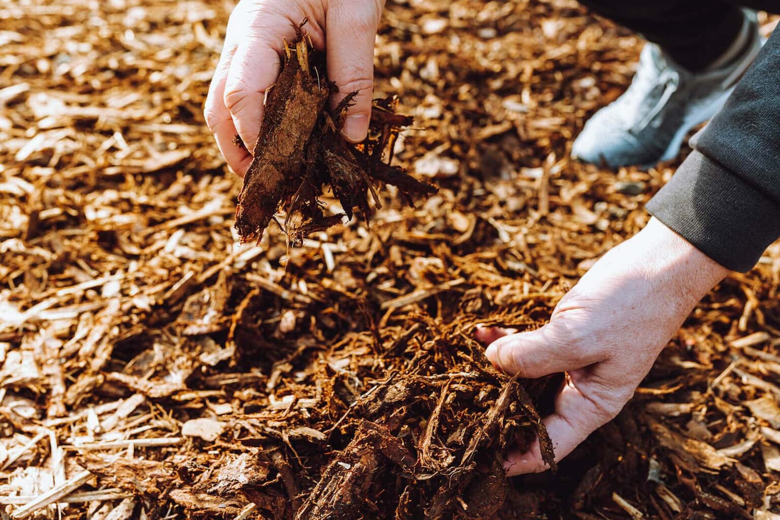 tree-removal-trimming-companies-in-mulch-treeier