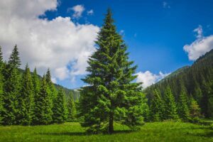 Get Rid of Weeds in Pine Trees Without Killing Them