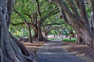 Evergreen Trees for Driveways