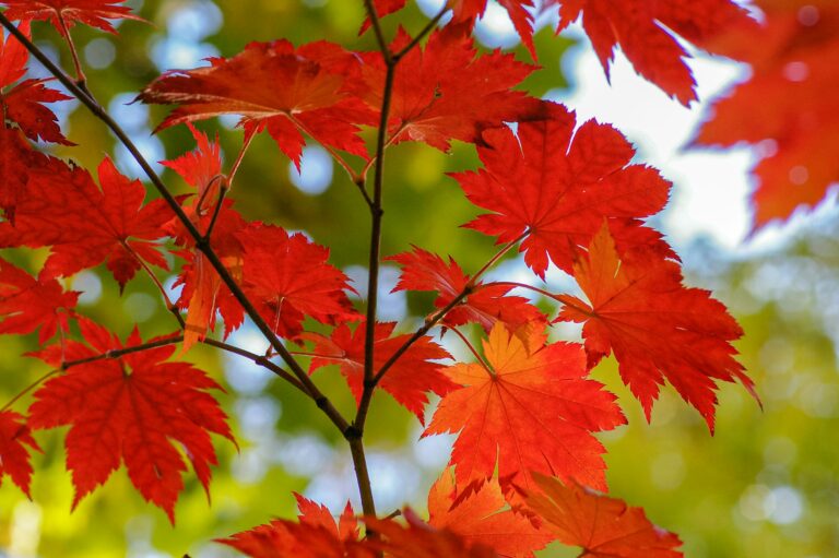 Maple Trees Appear Dead But Are Full of Seeds