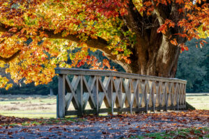 Evergreen Trees In USA