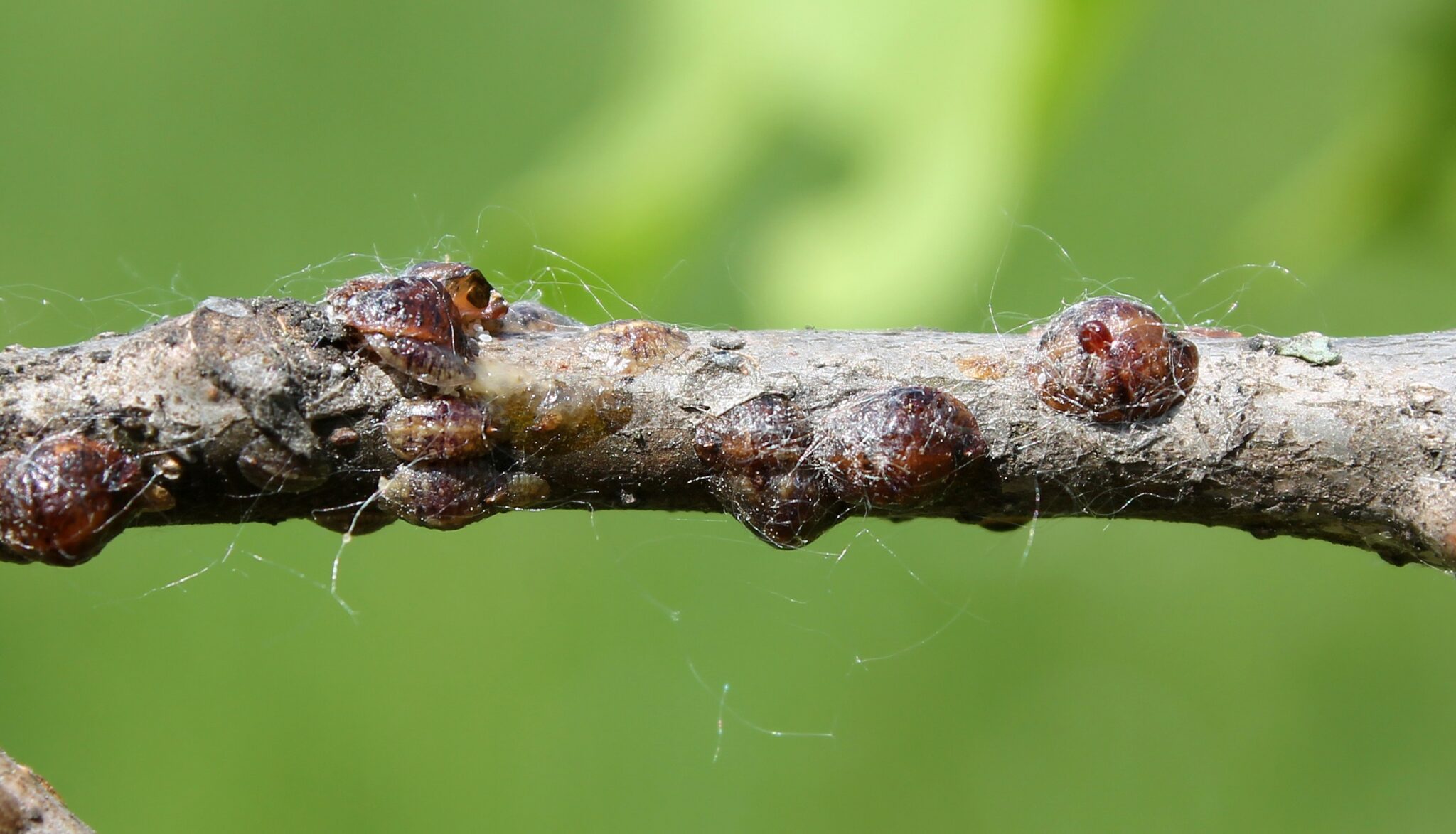 Types Of Tree Insects Treeier