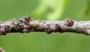 Types Of Tree Insects