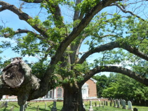 How Many Types of Oak Trees in the USA?