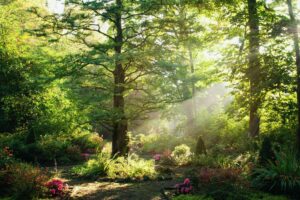 How Wildfires Affect Tree Growth Rings: Lessons from Burned Forests