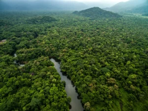 Amazon Rainforest Trees