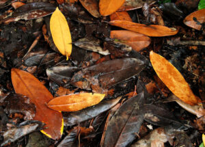 6 Responsible Ways to Dispose of Leaves This Fall