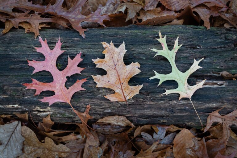 Oak Tree Leaf Identification