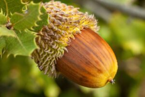 Acorn Seed Trees