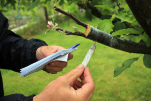 Free Tree Health Assessment