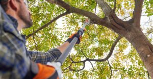 Professional Tree Removal Equipment