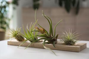 How To Grow Air Plants?