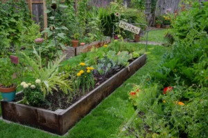 How to Build Raised Garden Beds?