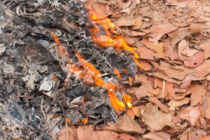 Controlled Burns: How Fire Can Be Good for Trees and Forest Health