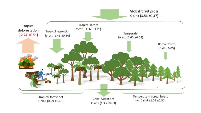 Trees as Carbon Sinks: Why Losing Them to Fire Matters