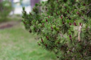 Hazel Tree: Characteristics, Identification, Pictures, and Types