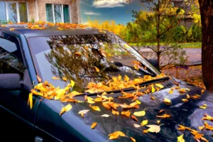 Watch Out for Autumn Leaves: The Hidden and Potentially Expensive Threat to Your Car