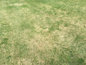 Lawn Drought Stress Indicator