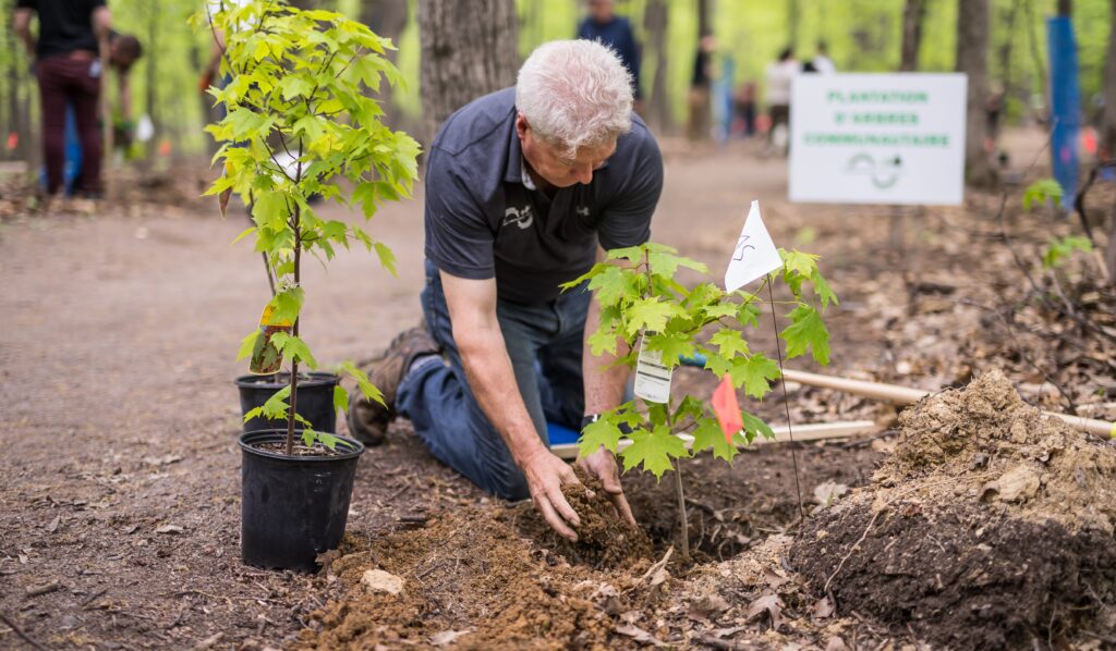 Town and Country Tree Preservation - Treeier