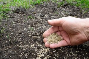 Why Planting Grass Seed In The Winter Works