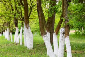 Why Are Tree Trunks Painted White?