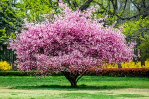 Flowering Trees