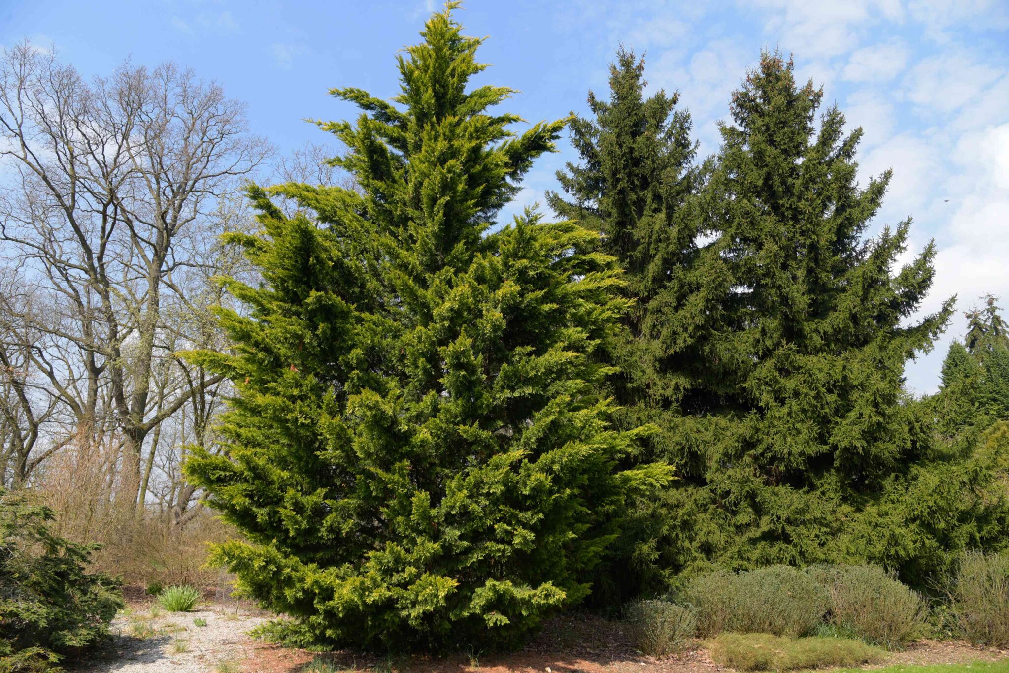 Reducing Height Of Conifer Tree - Treeier