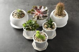 20 Low Light Succulents for Indoor Spaces