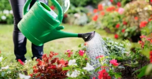 Best Watering Cans for Plants