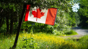 Tree Removal Canada : Laws, Permit, Application & Cost