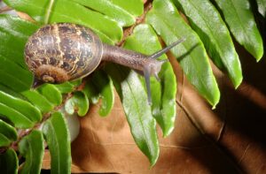 Can You Eat Garden Snails