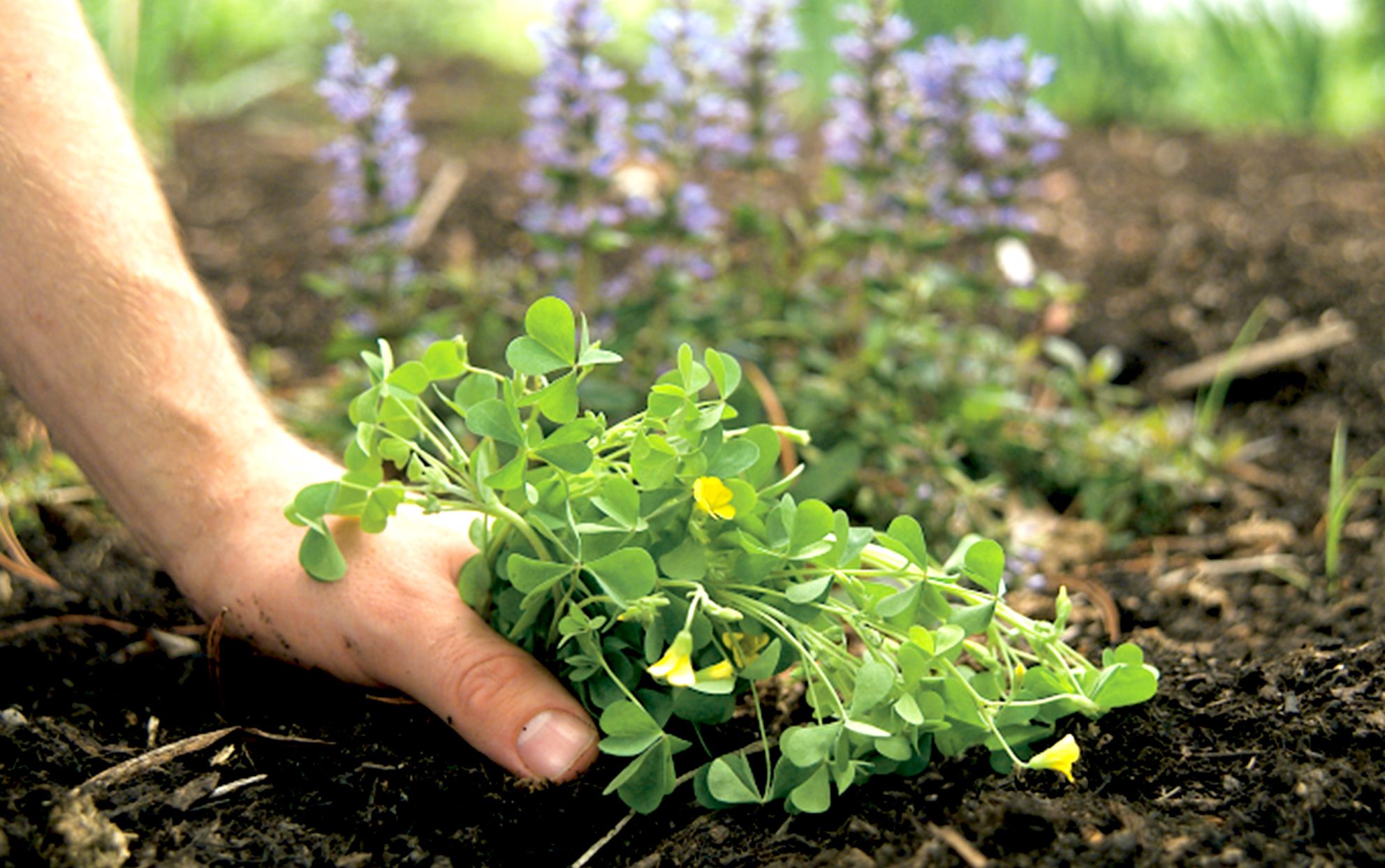 Eliminate weeds MPC114601 r 9046204b0314496eb77ff0e3207fbbe9 1