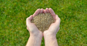 How to Store Grass Seed?