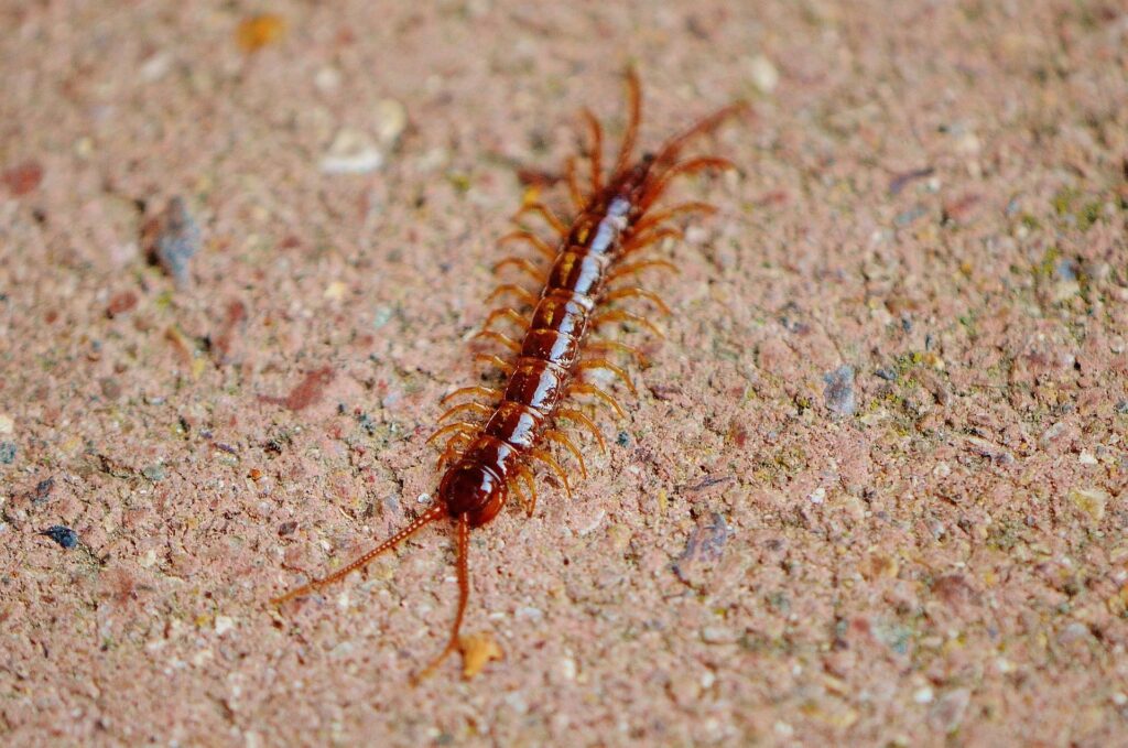 How to Identify and Get Rid of House Centipedes - Treeier