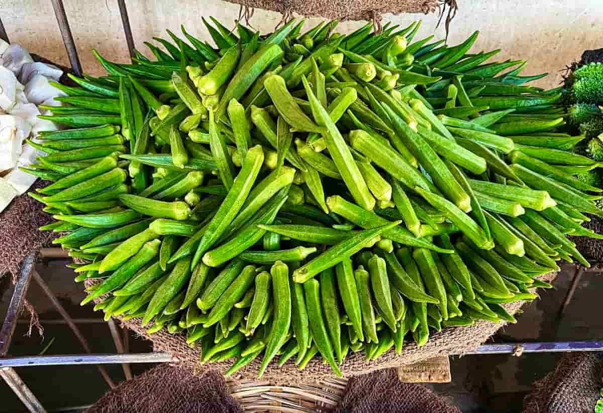 Ultimate Guide to Ladies Finger Cultivation Bhendi 6