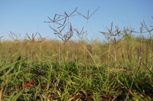 How to Keep Bermuda grass Out of Flower Beds