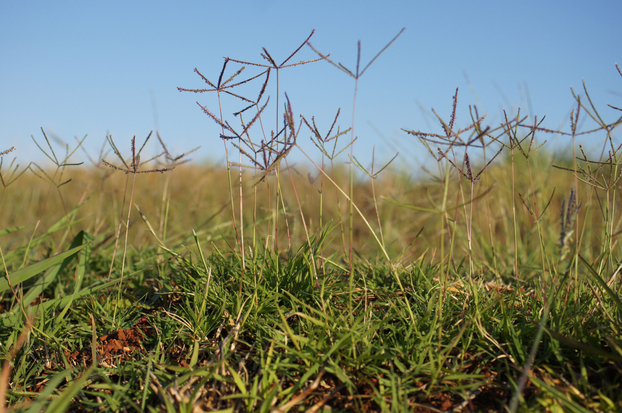 bermuda grass scaled