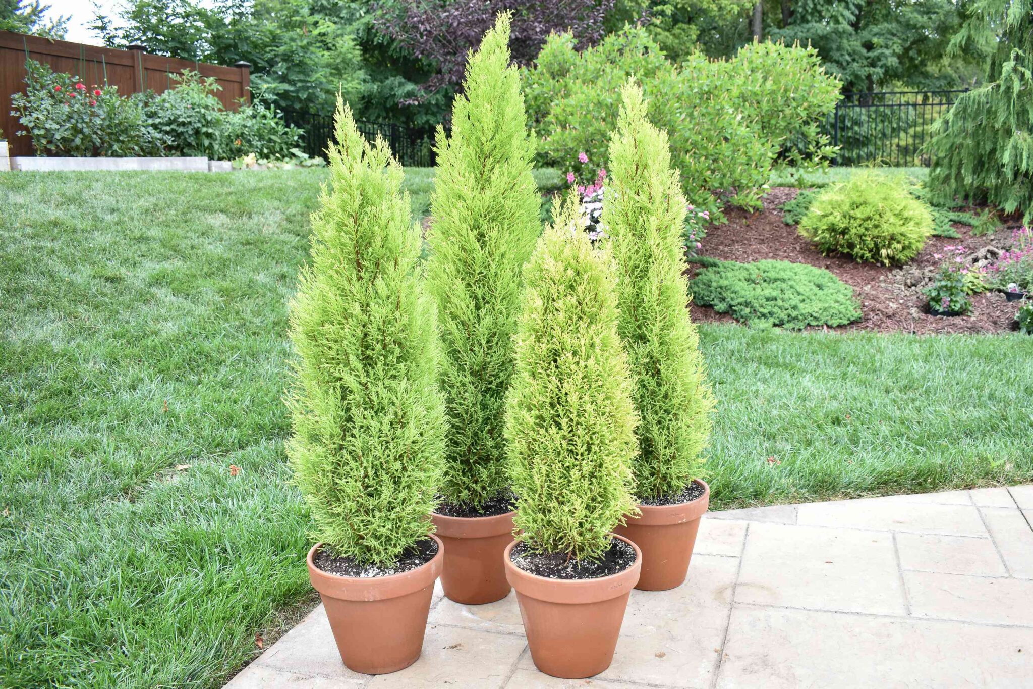 How to Grow Lemon Cypress Trees - Treeier