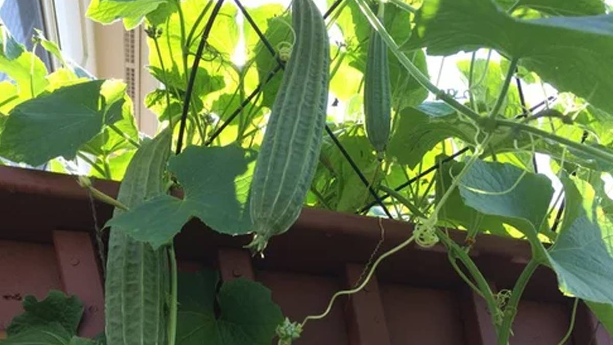 how to grow ridge gourd in pot